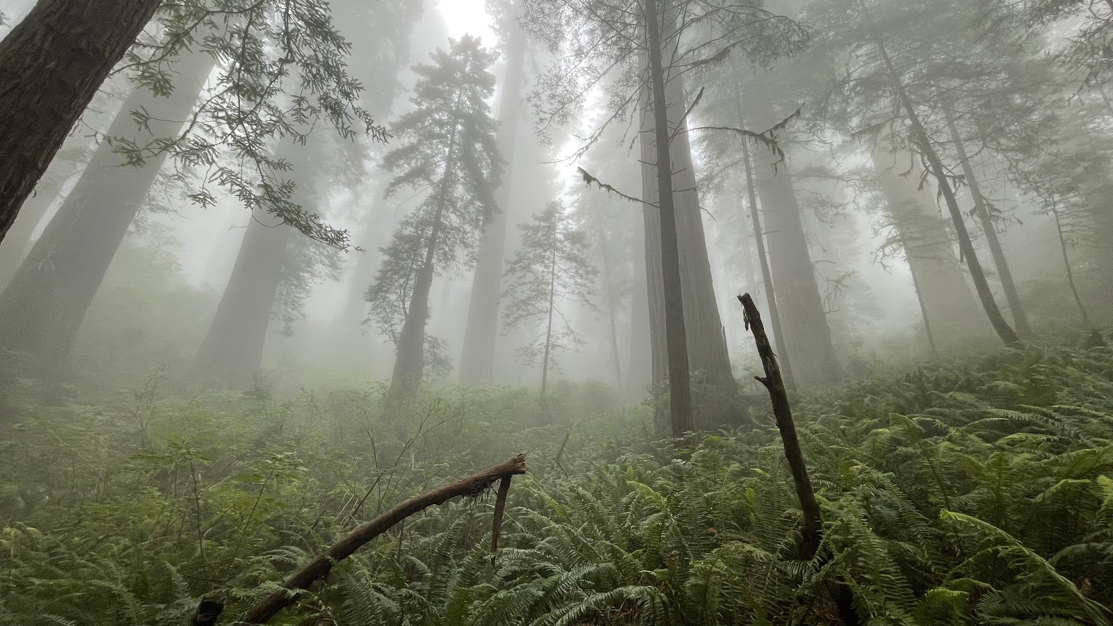 Del Norte Coast Redwoods State Park