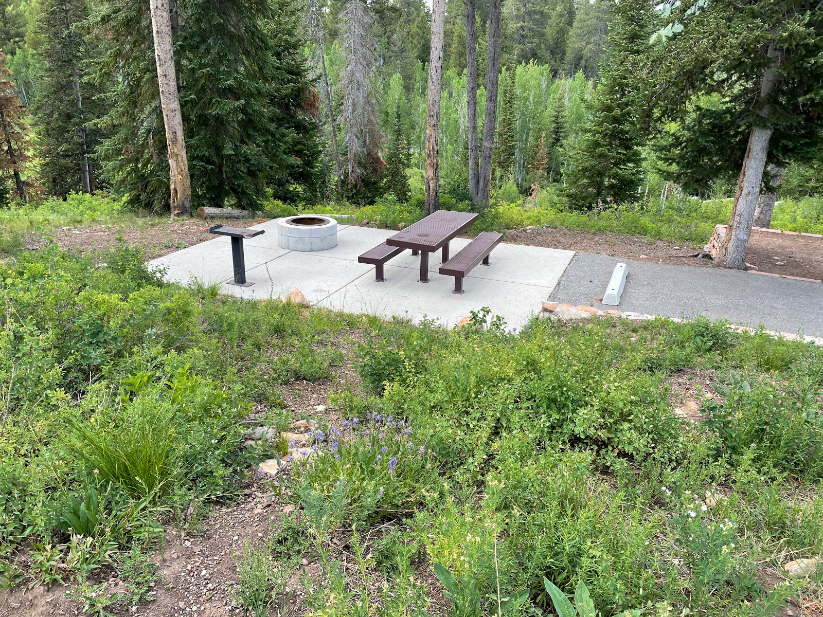Lodgepole Campsite