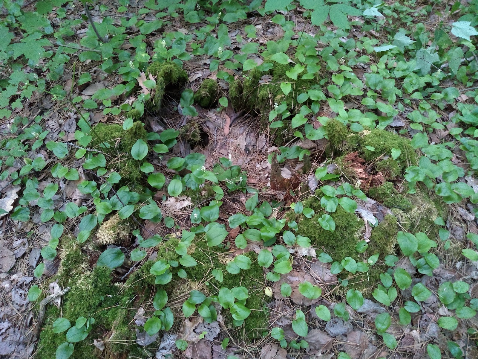 Bagley Rapids NF Campground