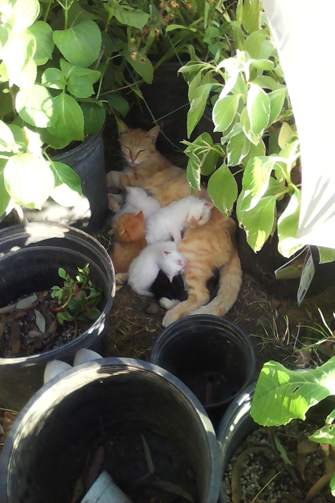 The Wooden Shoe RV Park