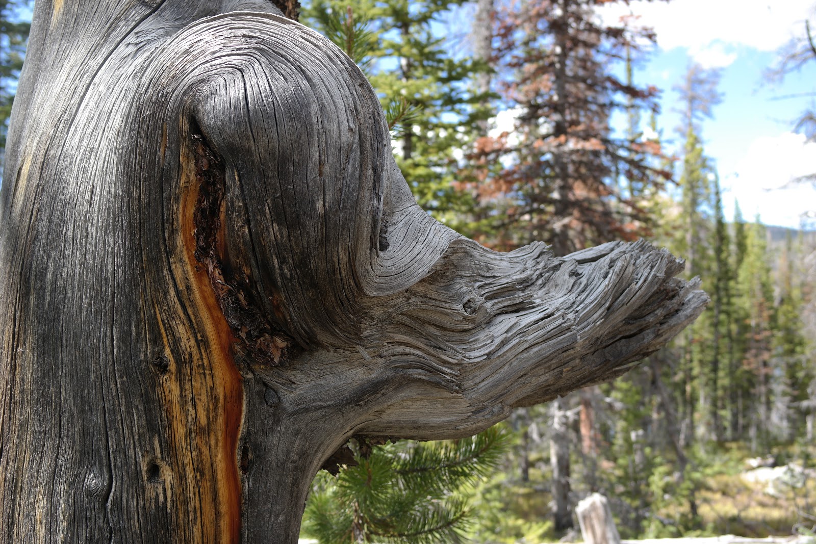 Lilly Lake Campground