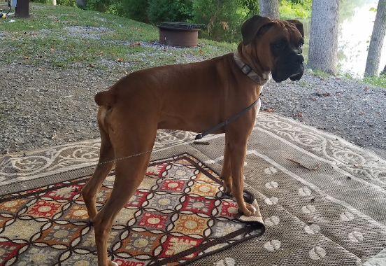 Soaring Eagle Campground