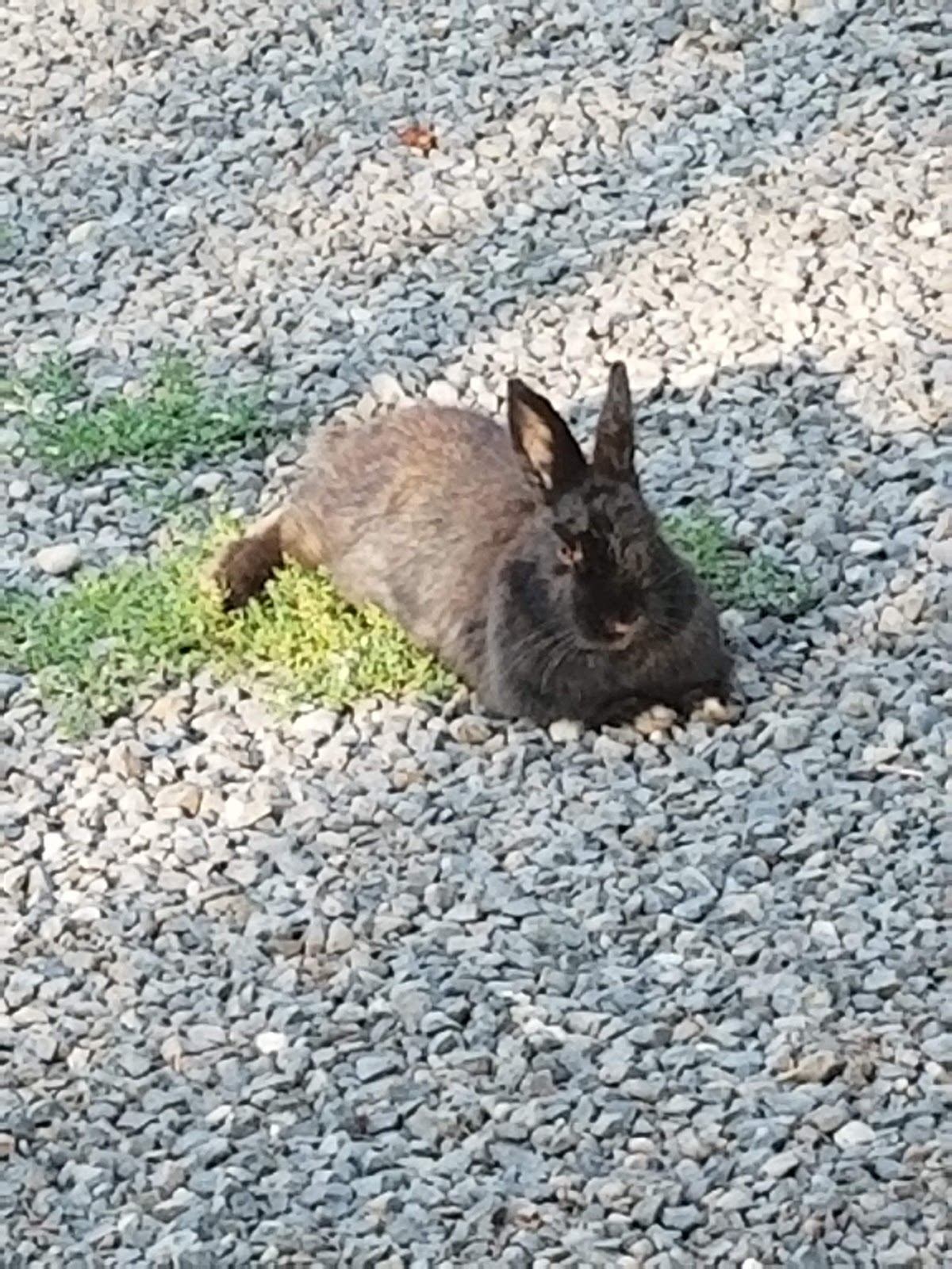 Black Bear RV Park (formerly McCall Campground & RV Park)