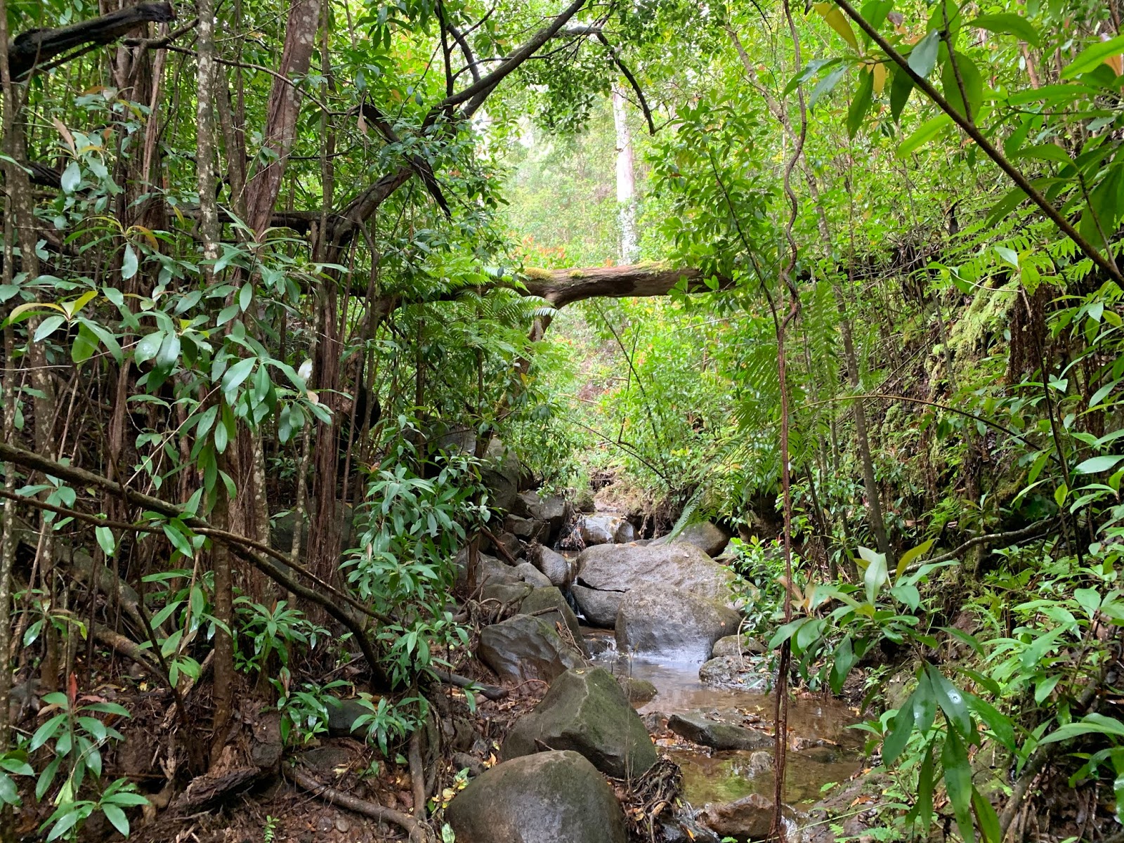 Kaunala trail