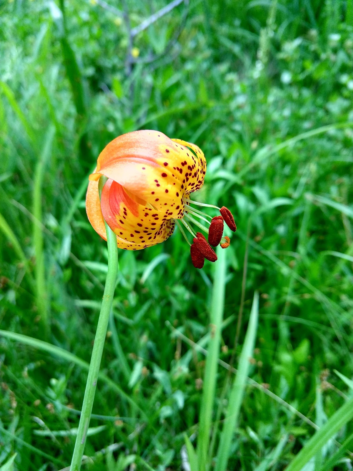 Upper Rush Creek Campground