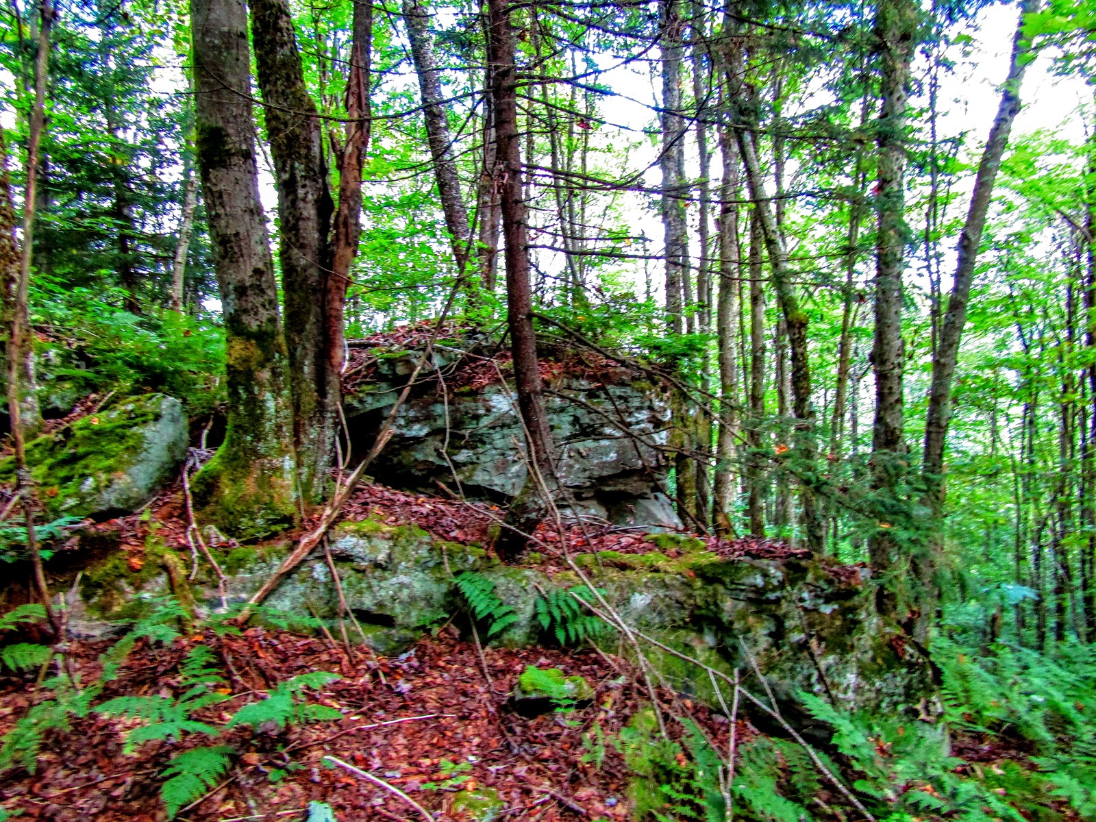 Tea Creek NF Campground