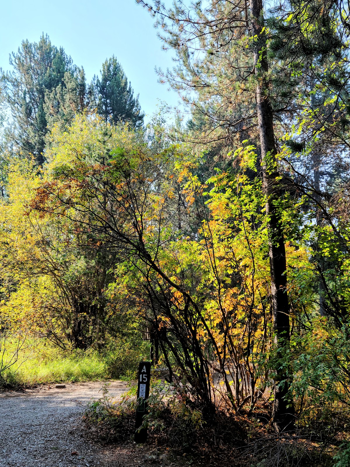 Alpine North Loop Campground