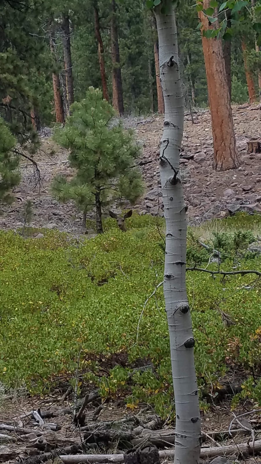 Riverview Campground