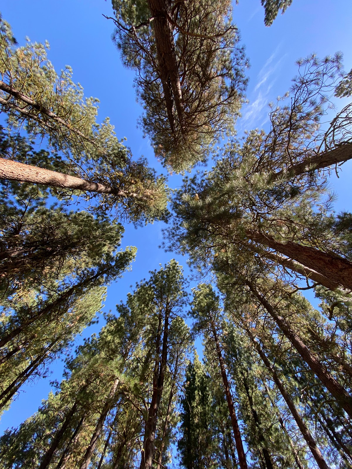 Baumgartner Campground