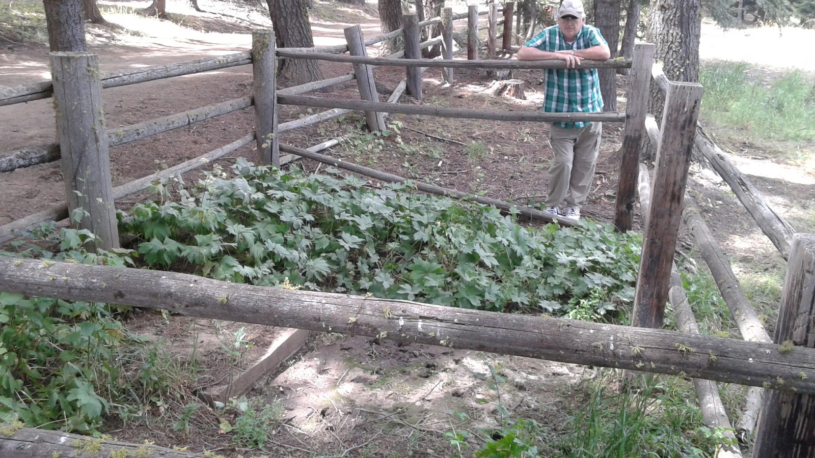 Tamarack Springs Campground