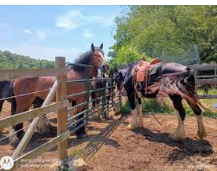 Summit's Valley Shire and Sport Horses, LLC