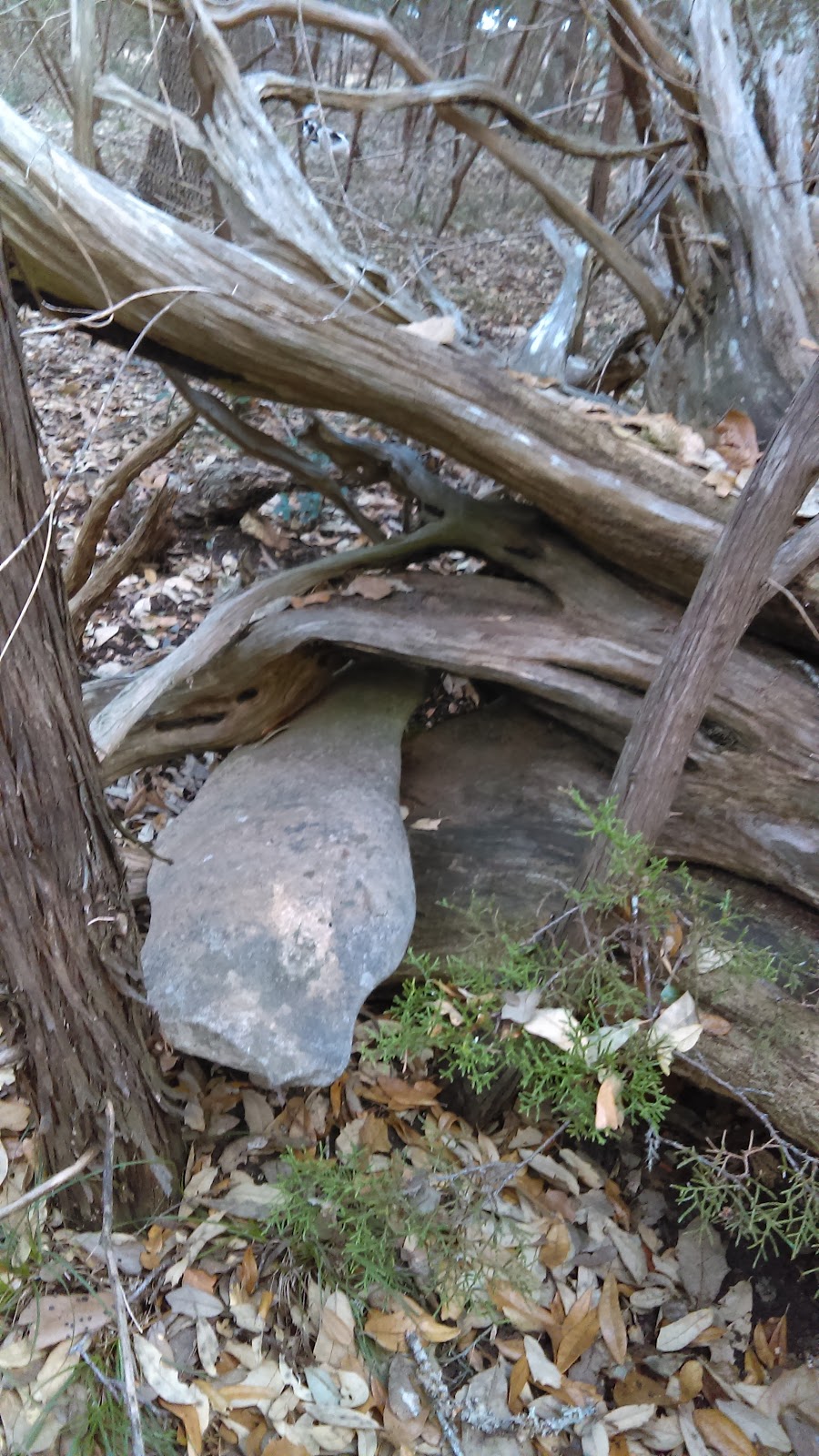 CANYON LAKE CMPGRND/RV PARK