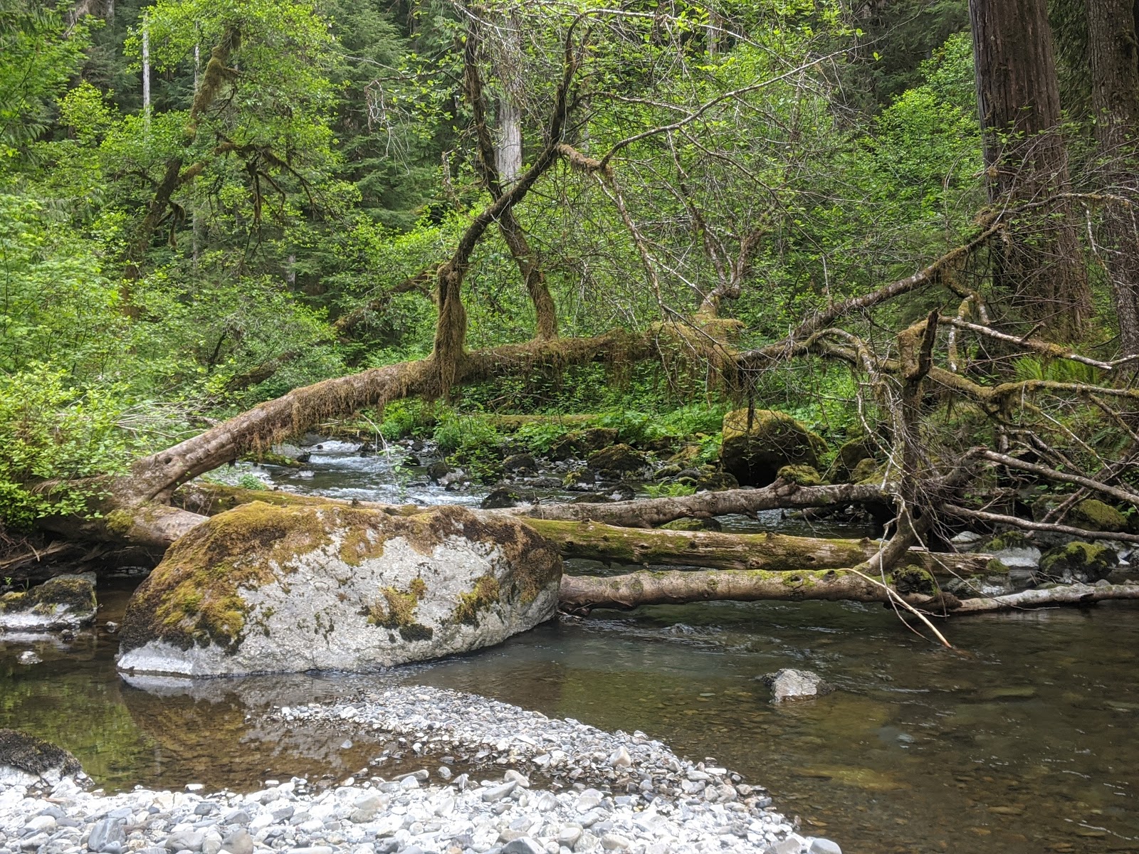 Campbell Tree Grove Campground