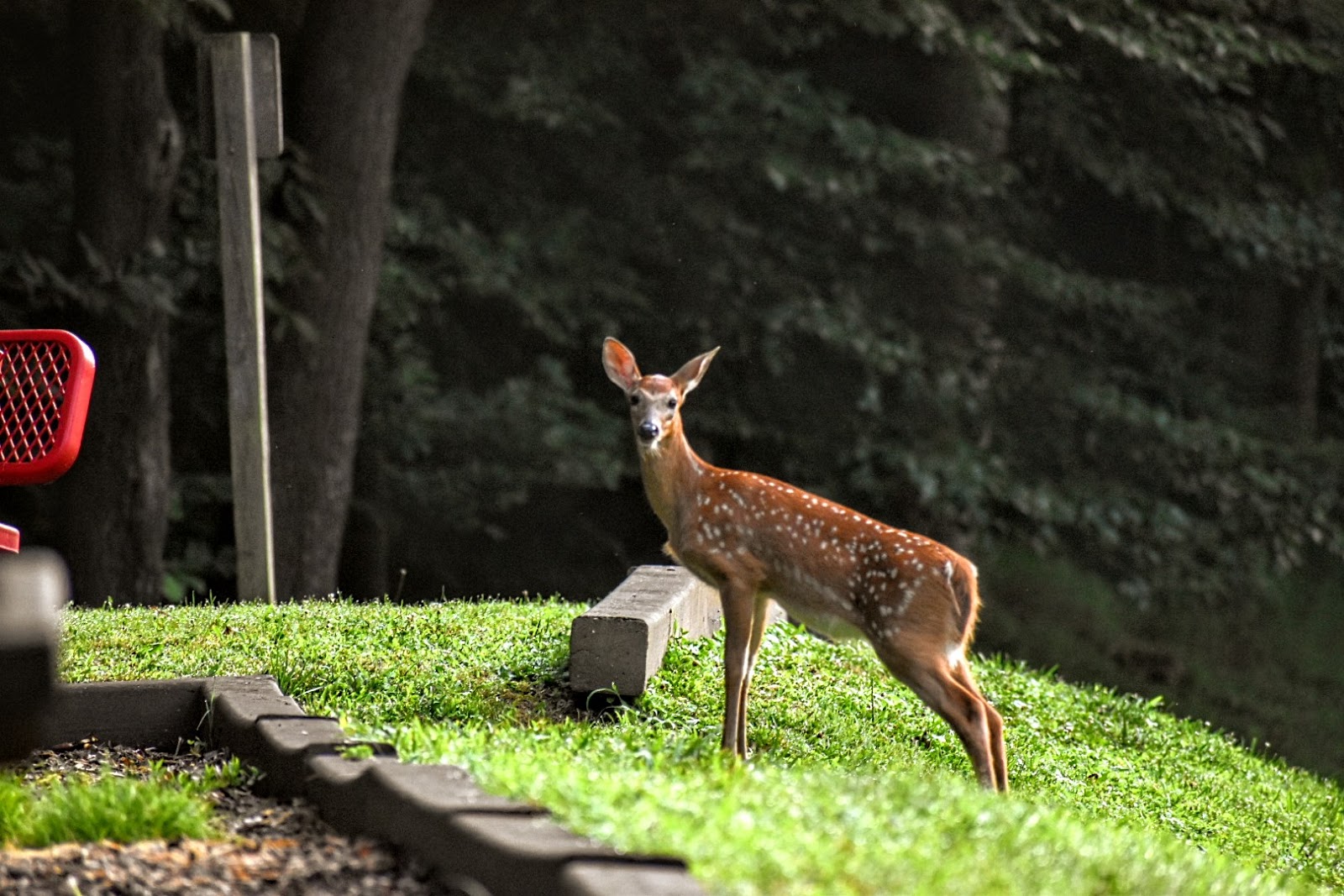 Gerald Freeman COE campground