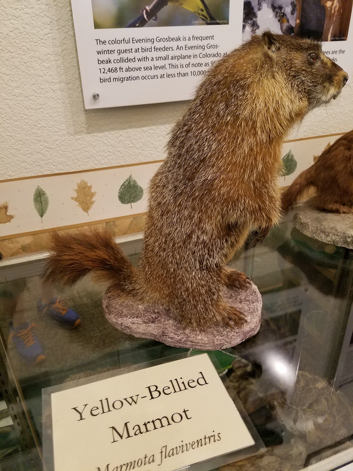 Hahns Peak Lake Campground