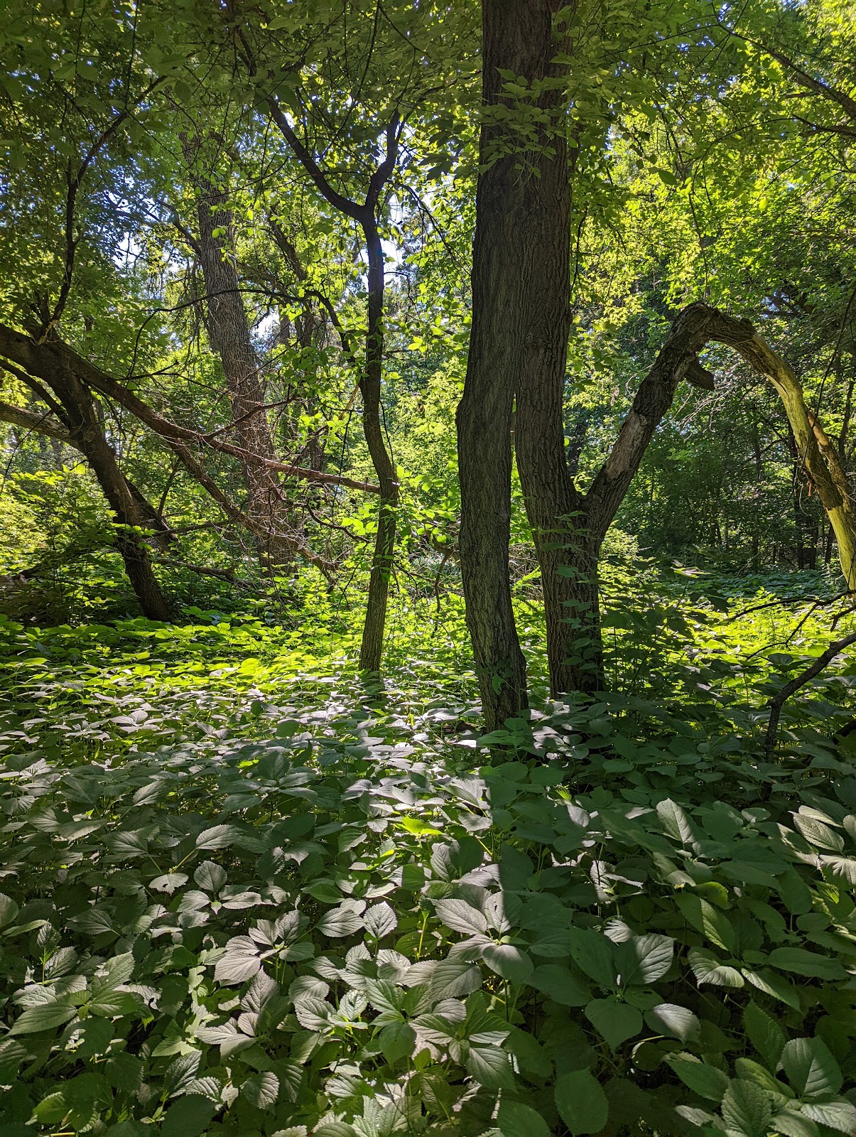 Turtle River State Park