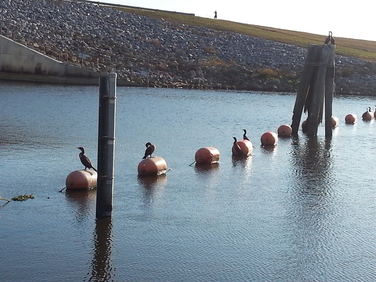 Ancient Oaks (55+ park)