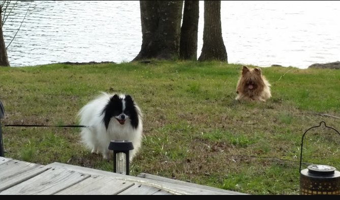 Shady Cove Resort & Marina