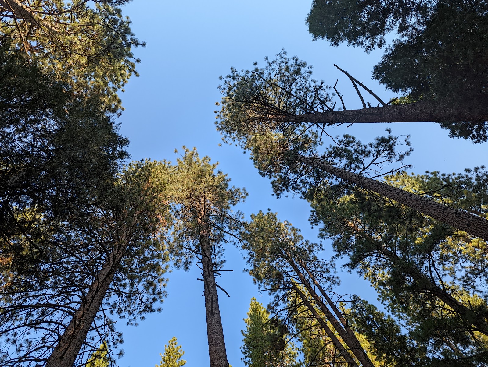 Logger Flat Group Campground