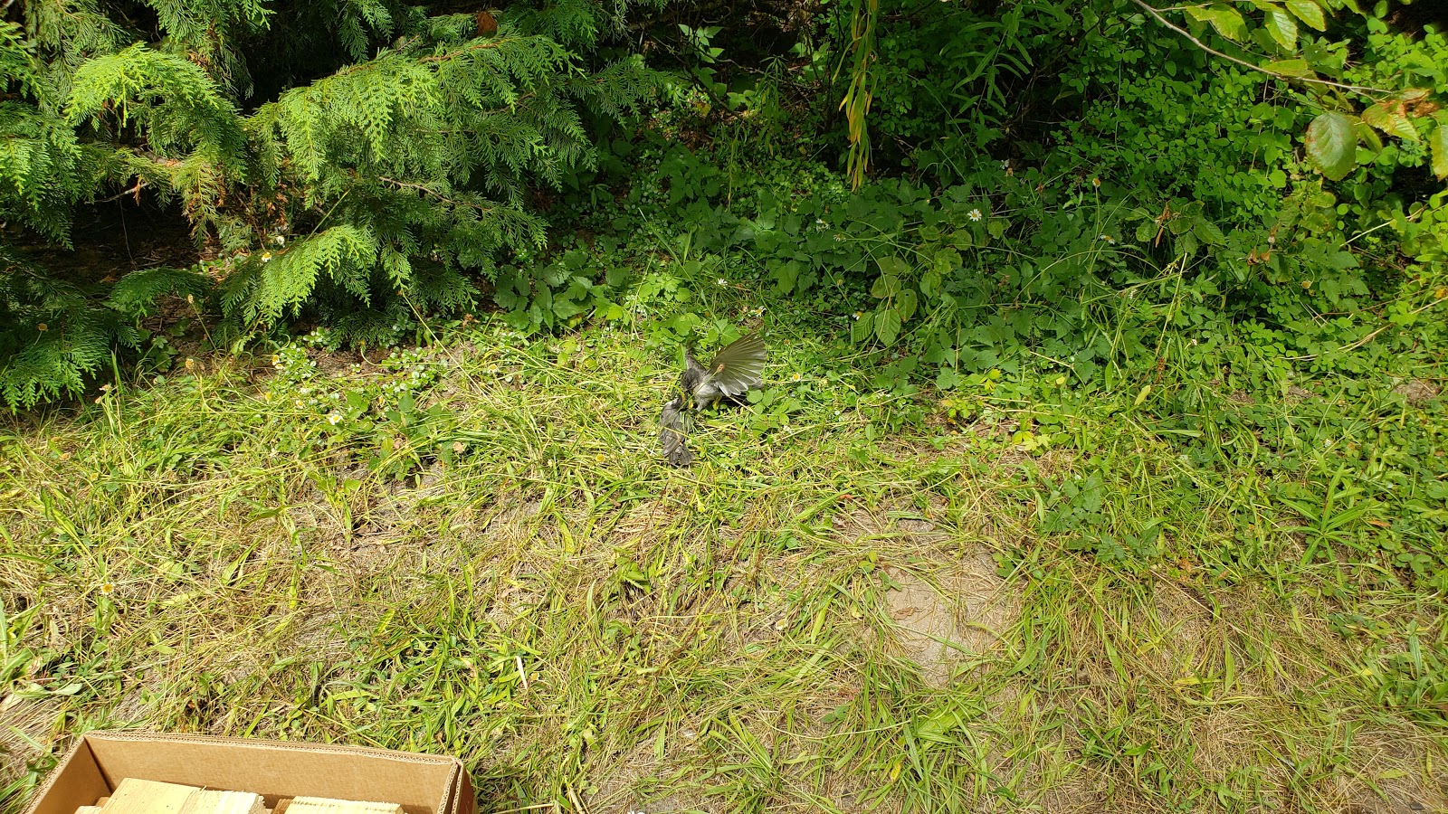 Soda Springs Campground