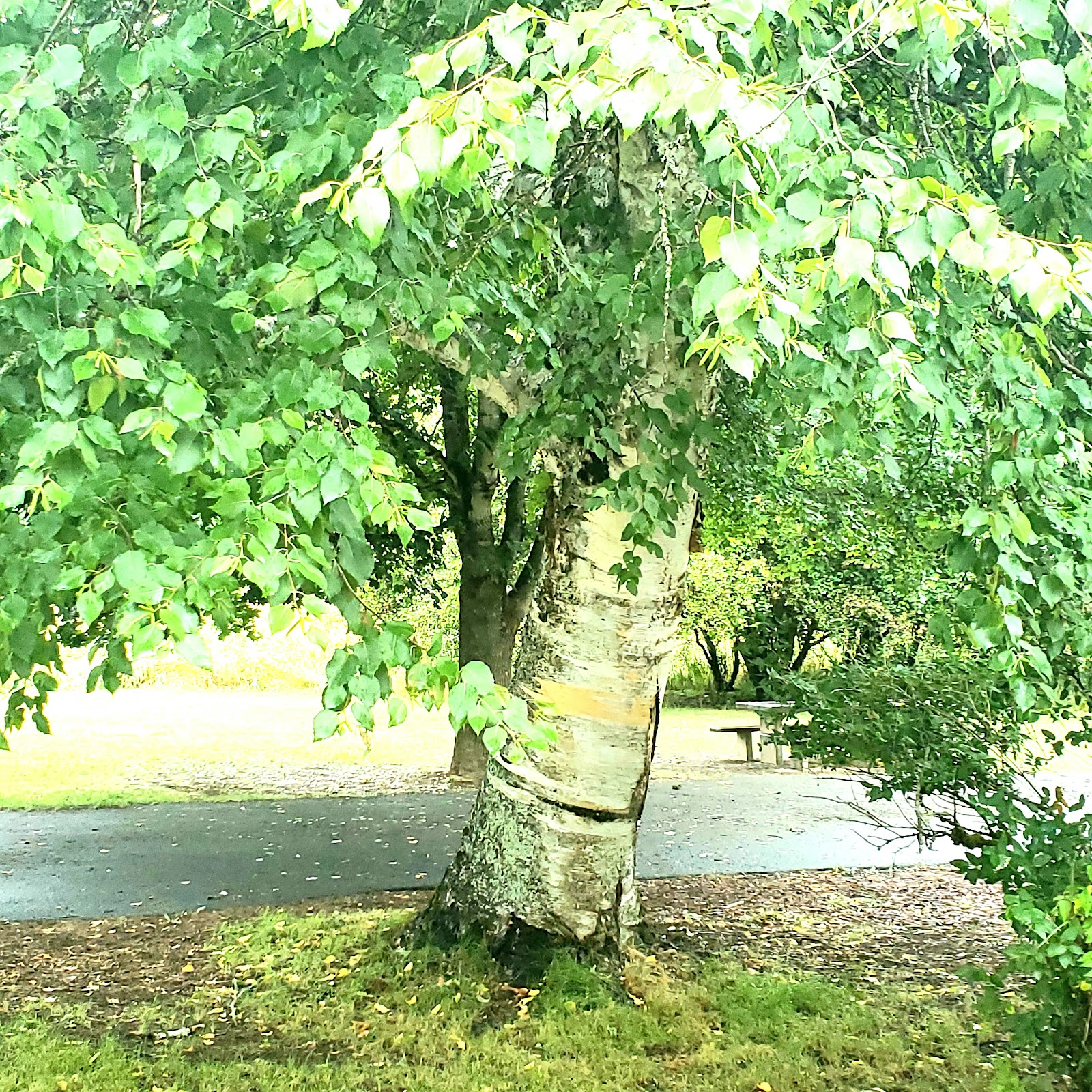Shadowy St Joe Campground