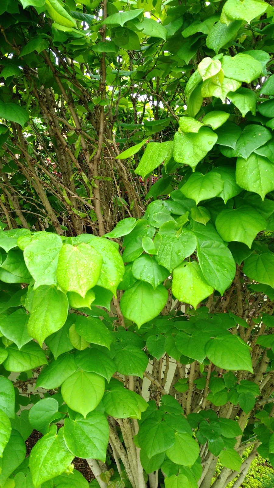 Holiday Island Holdings, Inc.