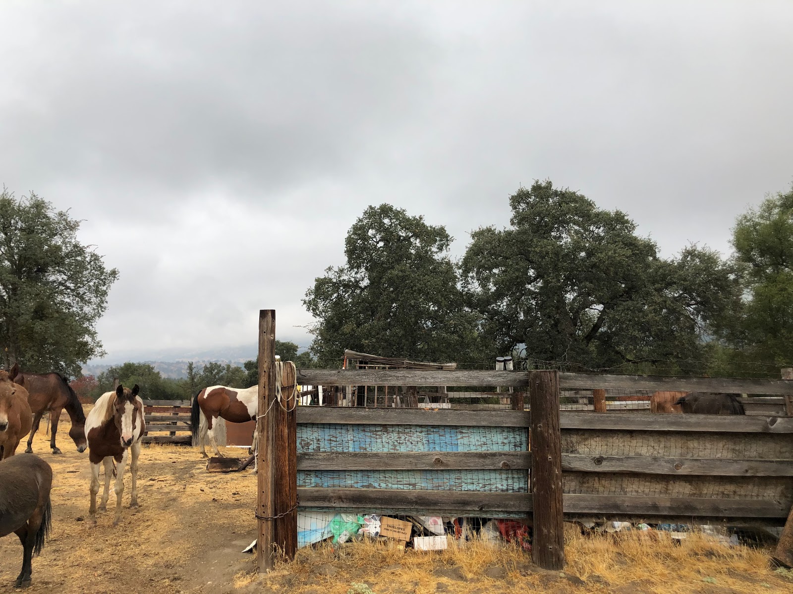 Camp Ikigai at Ikigai Animal Sanctuary