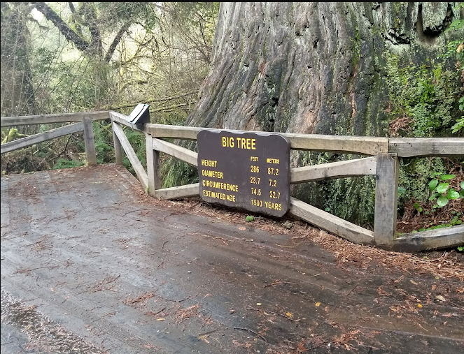 Prairie Creek Redwoods State Park