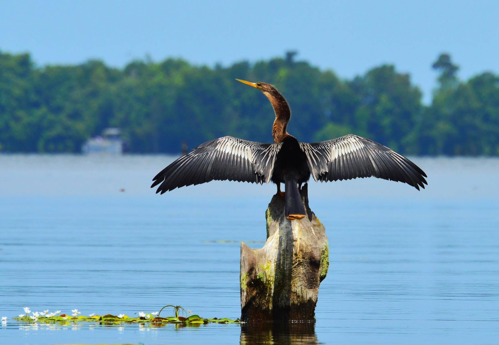 Angel's Landing Campground & Marina