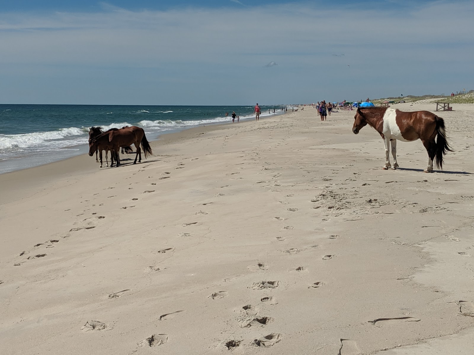Assateague State Park Campground