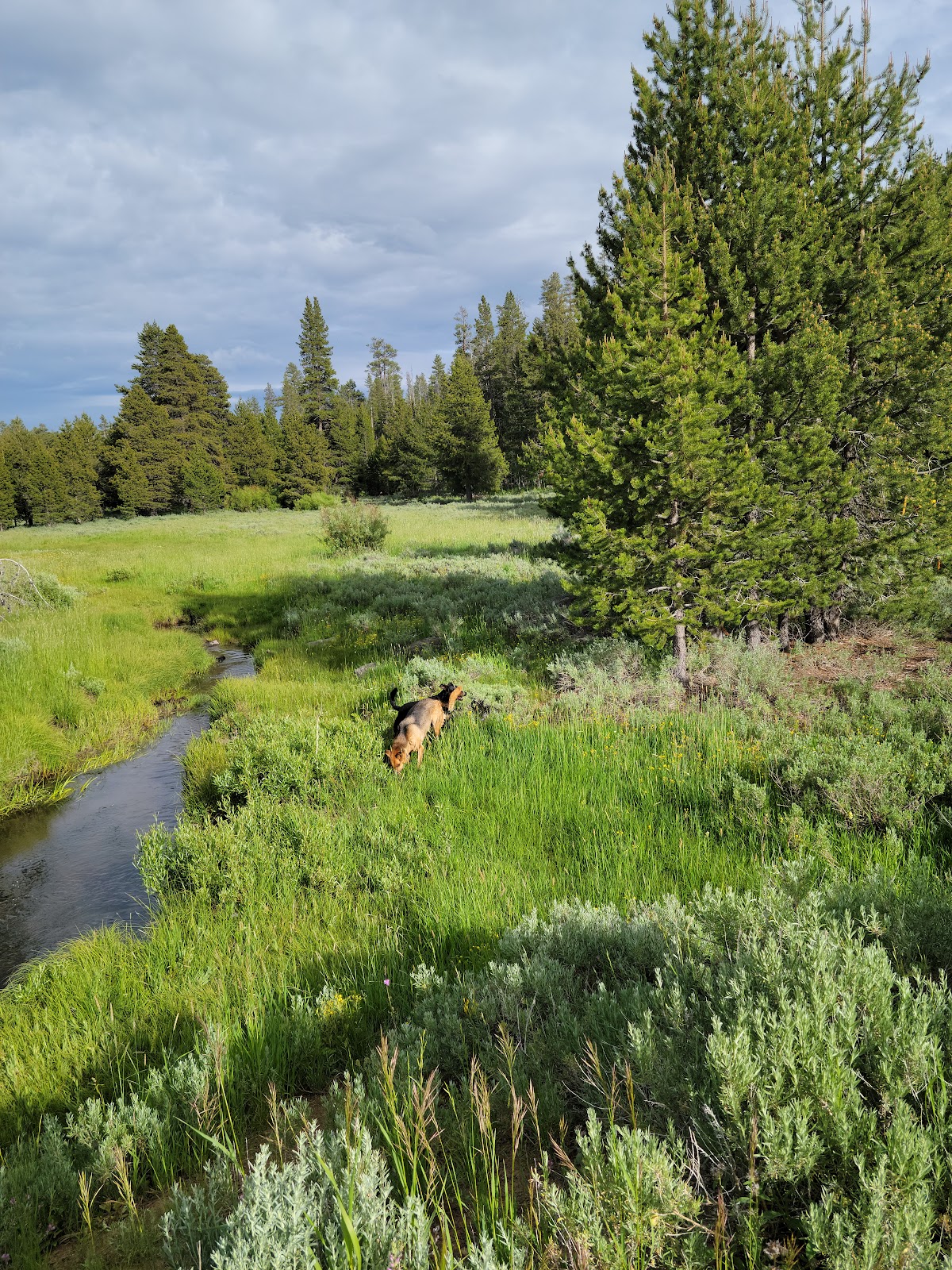Pitchlog Creek Campground