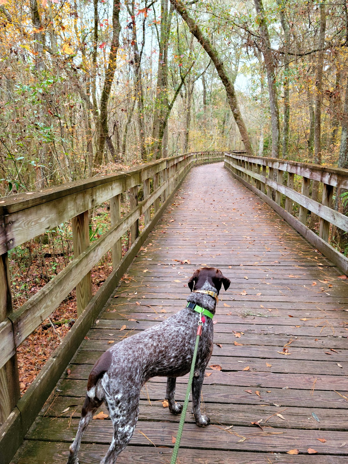 Reed Bingham State Park