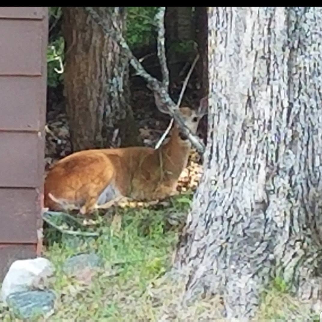 Presque Isle Campground