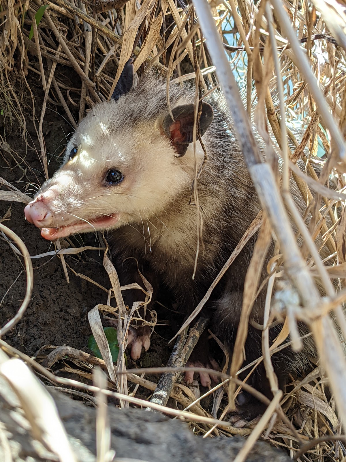 Constitution County Park Camping