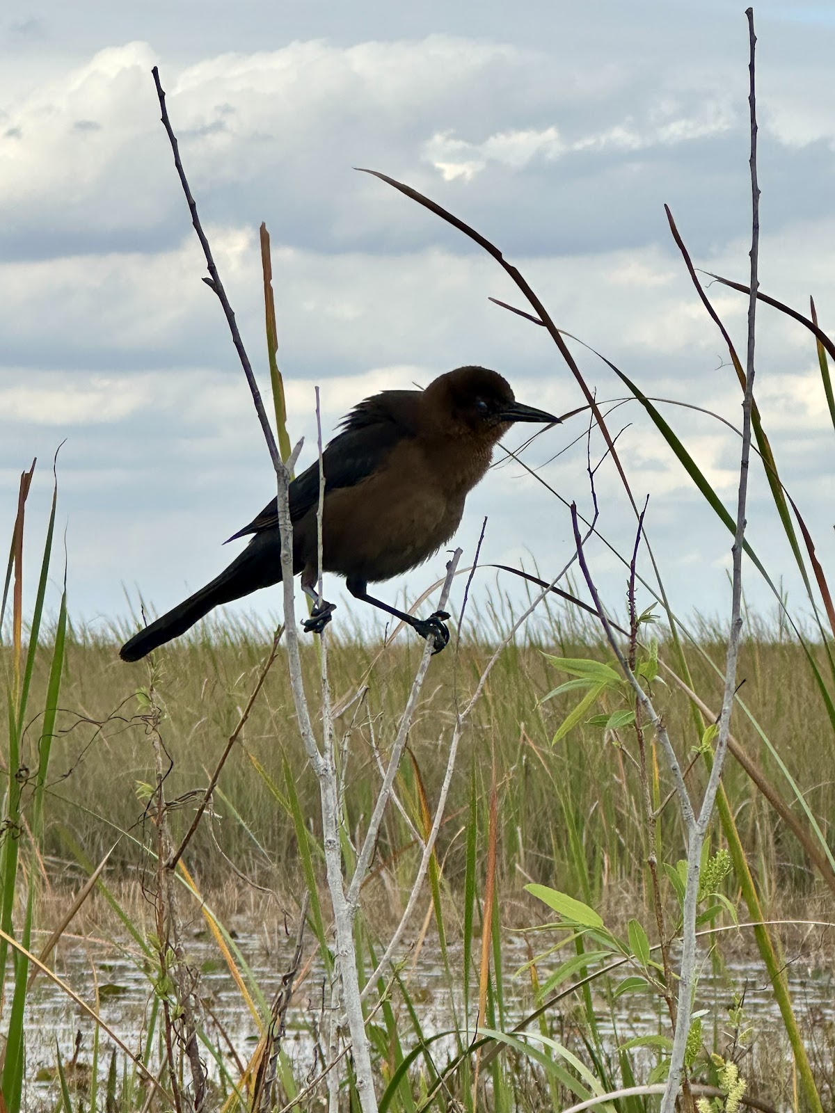 Backcountry Willy Willy - Everglades National Park