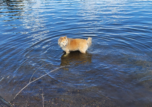 Lake Sawyer Resort-Sunrise Resorts