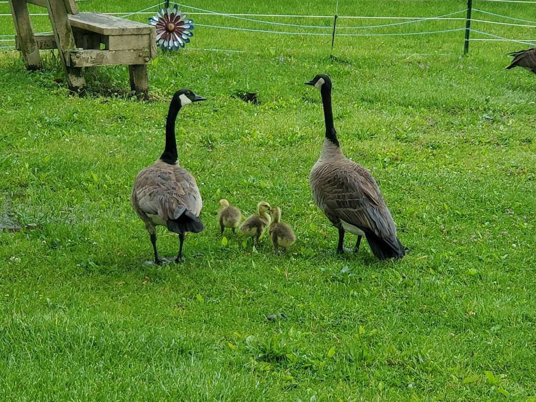 Colona Scott Family Park