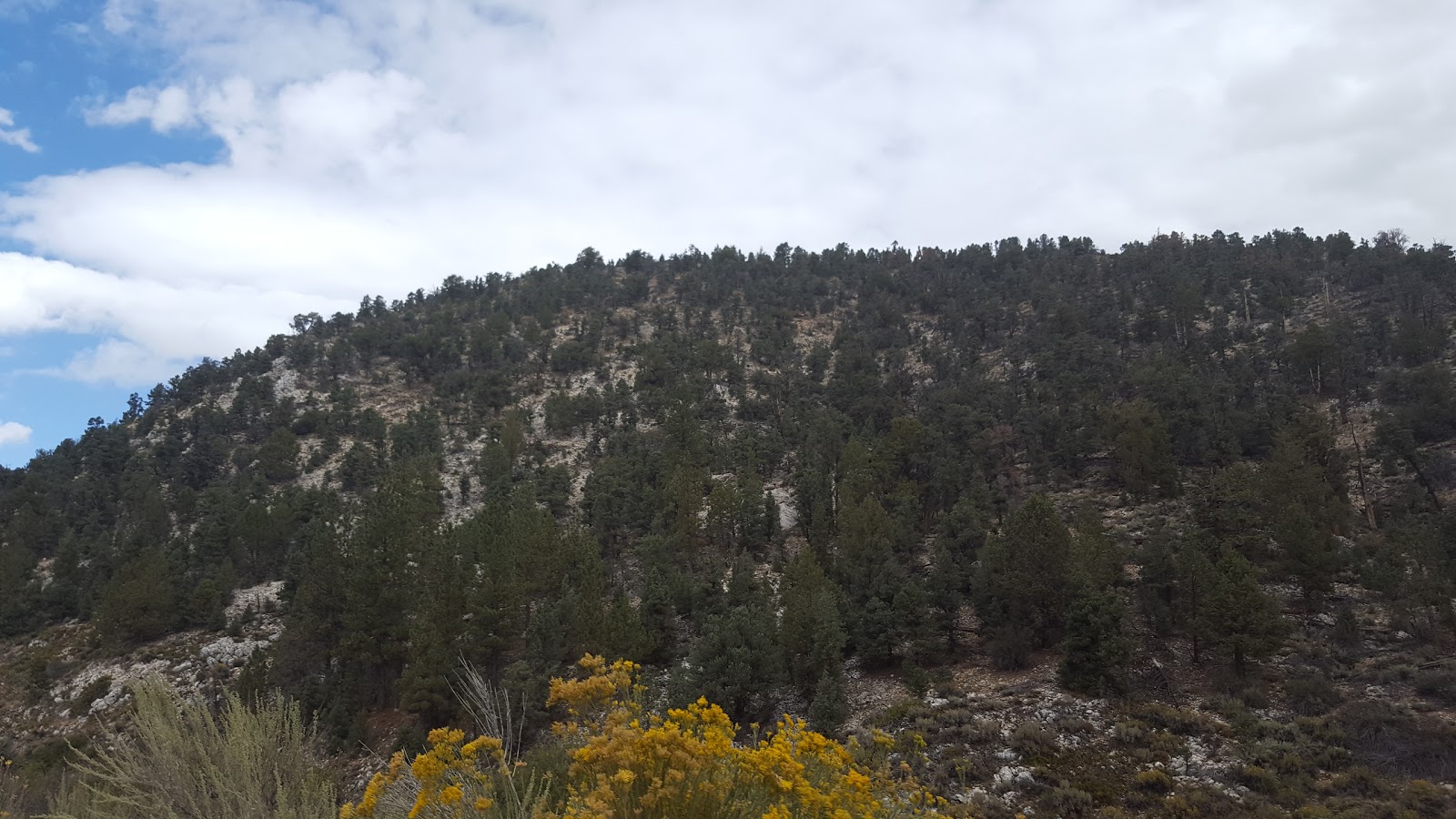 Tanglewood Group Campground