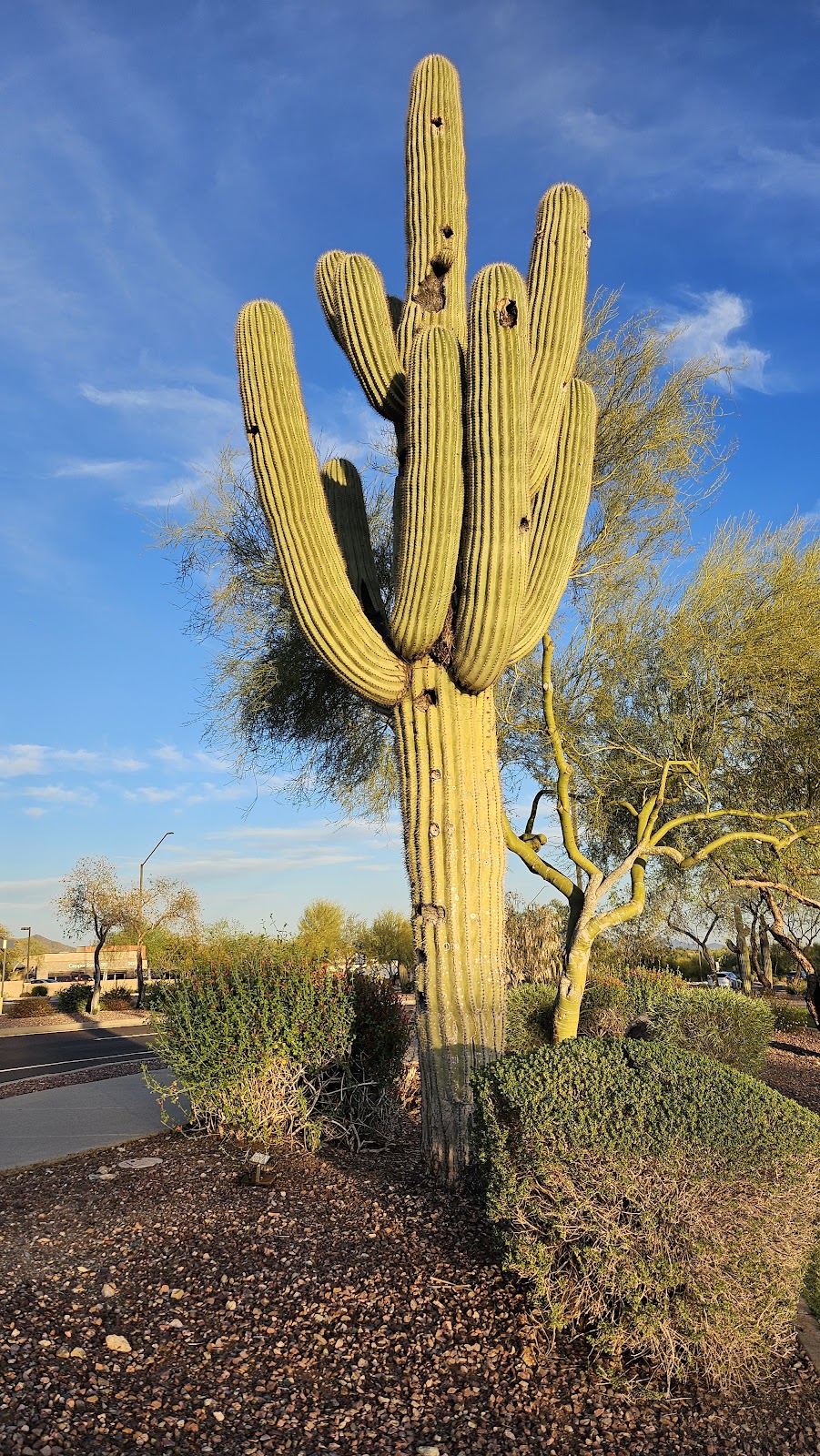 Anthem Community Park