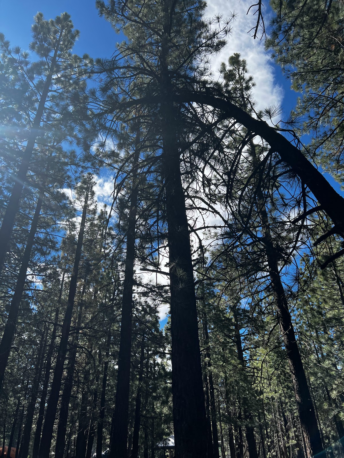 Agnew Meadows Campground