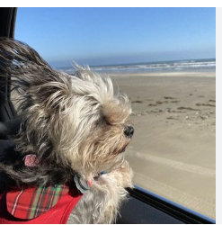 Brazoria County Beach (Near Surfside) Free Camping