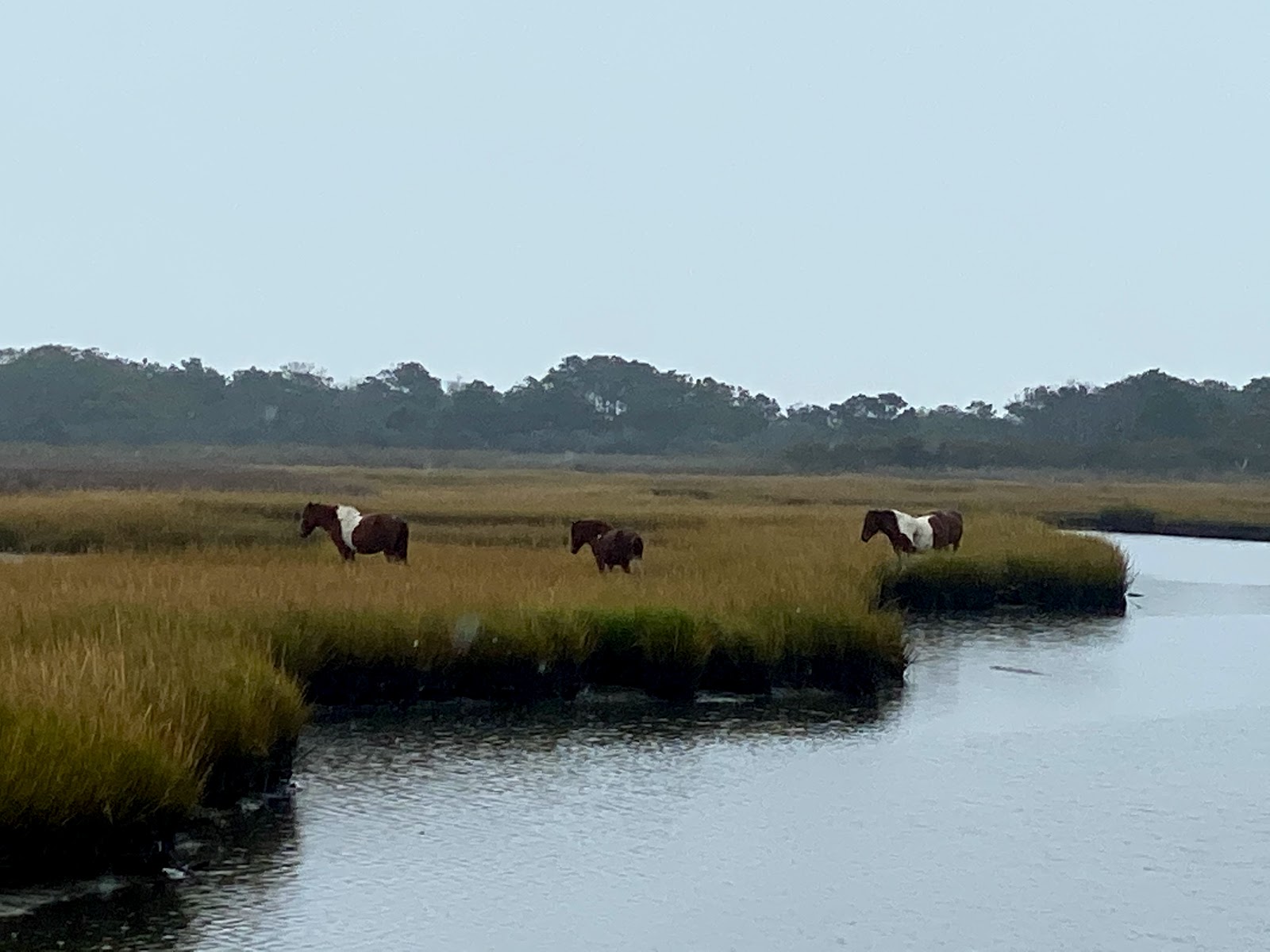 Bayside - Assateague Island National Seashore