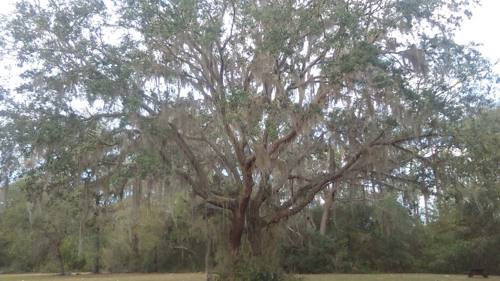 Shanty Pond Campground
