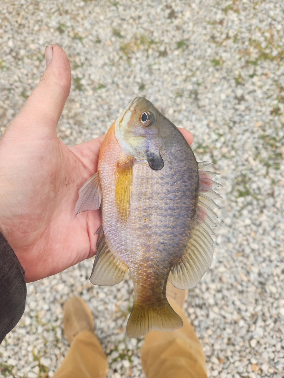 Lone Jack Lake Conservation Area
