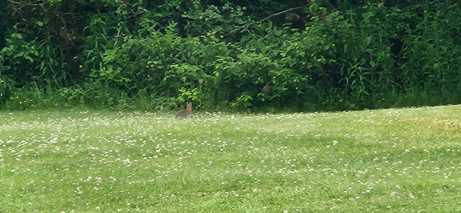 Niagara Woodland Campground
