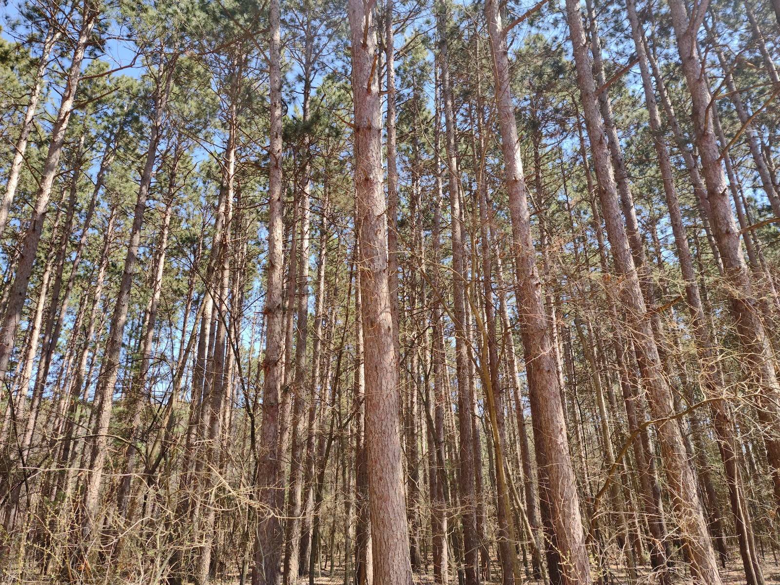 Big River State Forest