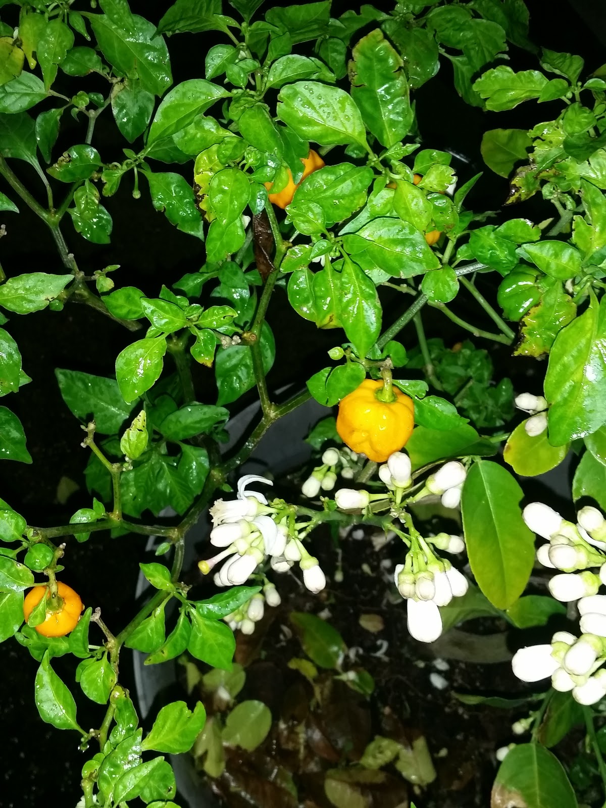 LaPlace Trailer & RV Park LLC