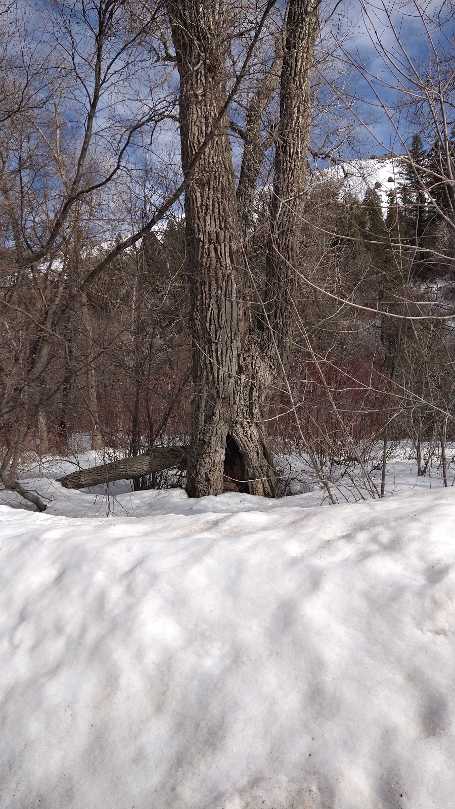 Albert Moser Campground