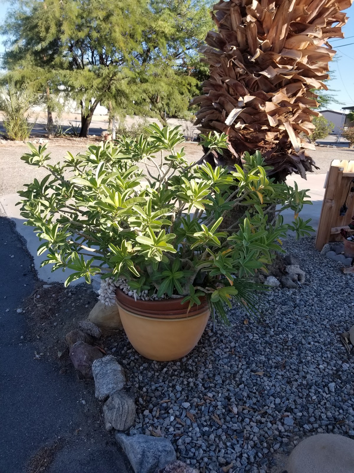 Salton City Spa & RV Park