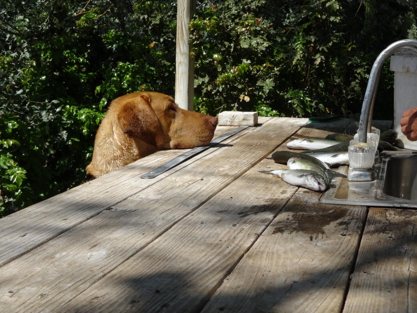 Seeping Springs Trout Lakes
